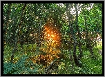 Drzewa, Przebijające światło, Paprocie