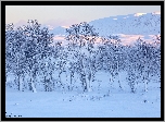 Zima, Drzewa, Góry Rannoch Moor, Wieś Glencoe, Szkocja