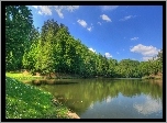 Drzewa, Jezioro, Trawa, Stokrotki