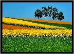 Drzewa, Rzepak, Trawa, Żółte