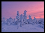 Drzewa, Zima, Zachód słońca