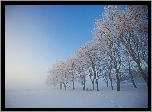 Zima, Drzewa, Ławka