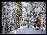 Zima, Drzewa, Las, Droga, Śnieg, Słoneczny, Dzień