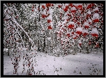 Drzewa, Jarzębina, Zima, Śnieg