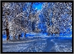 Zima, Drzewa, Śnieg