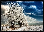 Drzewa, Śnieg, Zima, Pole