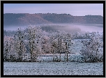 Zima, Osztonione, Pole, Drzewa