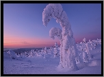 Zima, Drzewa, Pochylone, Ośnieżone, Półwysep Kolski, Rosja