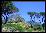Góra, Drzewo, Niebo