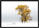 Jesień, Drzewo, Mgła