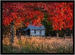 Jesień, Drzewo, Czerwone, Liście, Domek, Płot, Trawa