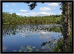 Jezioro, Drzewo, Las