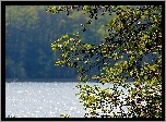 Jezioro, Drzewo, Liście