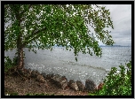 Drzewo, Morze, Kamienie, HDR
