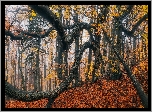Drzewo, Konary, Jesień, Liście, Las