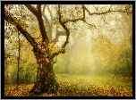 Drzewo, Jesień, Opadłe, Liście, Mgła