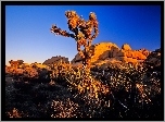 Park Narodowy Joshua Tree, Drzewo Jozuego, Kalifornia, Stany Zjednoczone