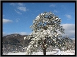 Śnieg, Drzewo, Góry