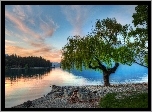 Drzewo, Jezioro, Serene, Nowa Zelandia
