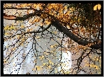 Drzewo, Nad, Wodą, Jesień, Żółte, Liście