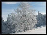 Oszronione, Drzewo, Śnieg
