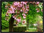 Park, Drzewo, Migdałowiec