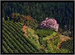 Plantacja, Drzewo, Krzewy
