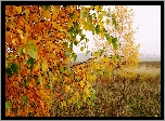 Polana, Drzewo, Brzoza