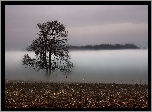Pole, Drzewo, Mgła