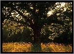 Drzewo, Żółta, Trawa, Padające, Promienie, Słońca