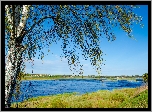 Rzeka, Drzewo, Trawa