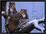 Sowy, Drzewo, Zima