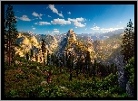 Stany Zjednoczone, Stan Kalifornia, Park Narodowy Yosemite, Góry, Drzewo