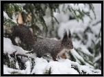 Wiewiórka, Drzewo, Zima