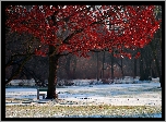 Drzewo, Czerwone, Liście, Zima, Park