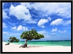 Dwa, Drzewa, Plaża, Aruba, Morze