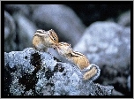 Dwa, Chipmunki, Buziak, Skały
