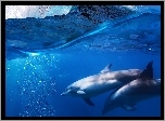 Dwa, Delfiny, Morze, Fale