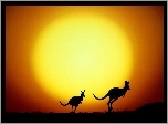 Dwa, Kangury, Zachód, Słońca
