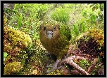 Lato, Dżungla, Kakapo