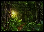 Dżungla, Ścieżka, Drzewa, Przebijające światło, Las