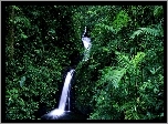 Wodospad, Dżungla, Zieleń