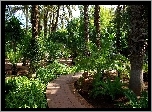 Egzotyczny, Palmowy, Ogród, Marrakesz, Maroko