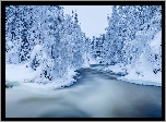 Finlandia, Laponia, Park Narodowy Oulanka, Rzeka Kitkajoki, Katarakty Myllykoski, Zima, Śnieg, Las, Ośnieżone, Drzewa, Most