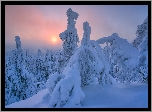 Zima, Drzewa, Mgła, Wschód słońca, Wzgórze, Rezerwat Valtavaara, Laponia, Finlandia