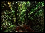 Szkocja, Wąwóz Finnich Glen, Góry, Skały, Mech, Roślinność, Rzeka Carnock Burn