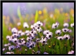 Łąka, Fioletowe, Kwiatki