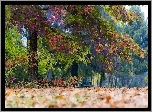 Drzewo, Fioletowe, Liście
