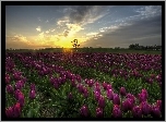 Fioletowe, Tulipany, Zachód słońca