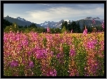 Fireweed, Kwitnący, Ognisty, Chwast, Brotherhood Park